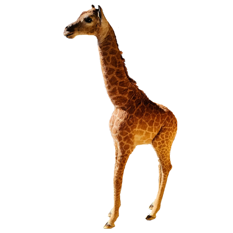 Baby Giraffe Full Mount - BGFM120 - Image 2