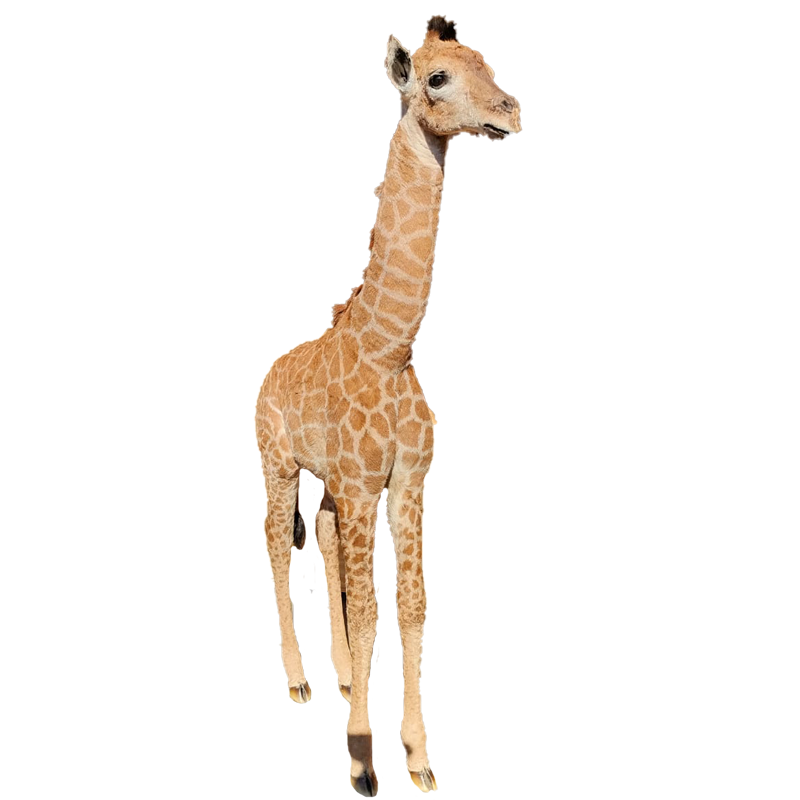 Baby Giraffe Full Mount - BGFM120