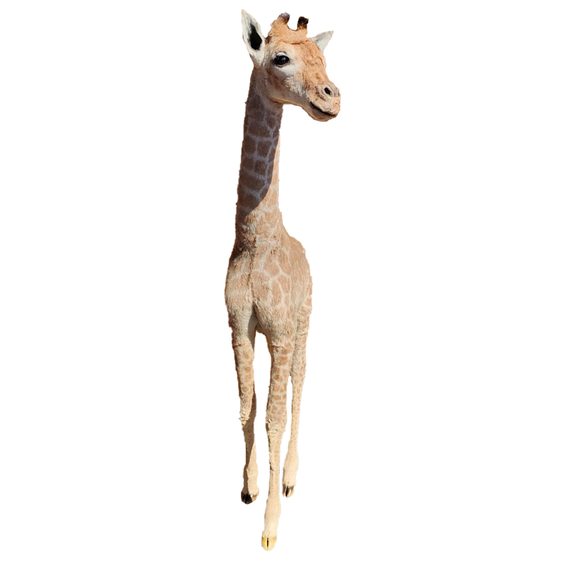 Baby Giraffe Full Mount - BGFM121 - Image 2