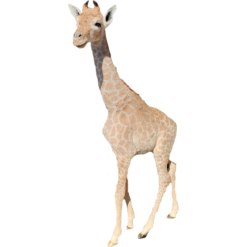 Baby Giraffe Full Mount - BGFM121