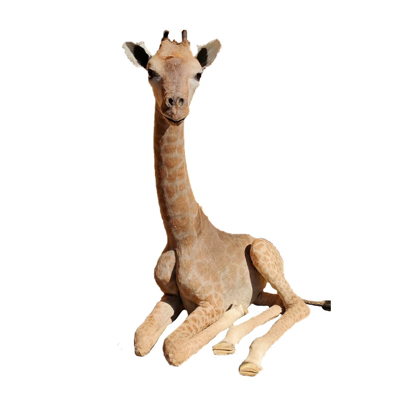 Baby Giraffe Full Mount - BGFM123 - Image 2