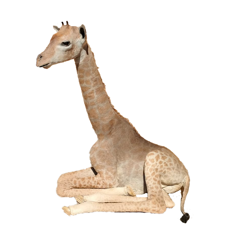 Baby Giraffe Full Mount - BGFM123 - Image 3
