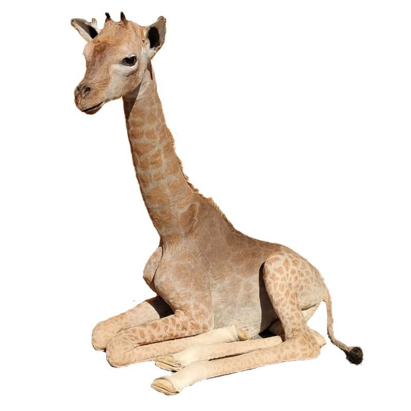Baby Giraffe Full Mount - BGFM123