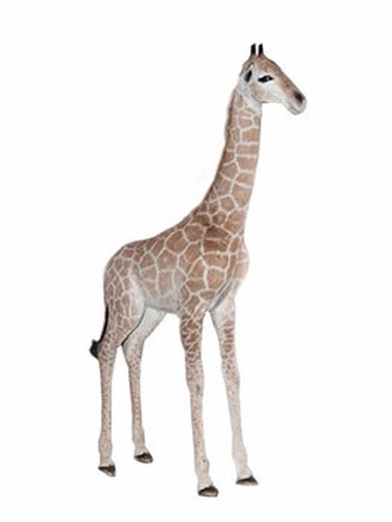 Baby Giraffe Full Mount For Sale - BGFM2 - Image 2