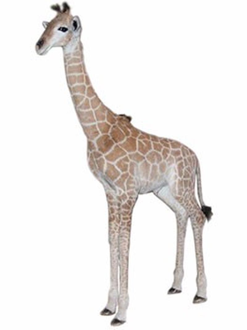 Baby Giraffe Full Mount For Sale - BGFM2 - Image 3
