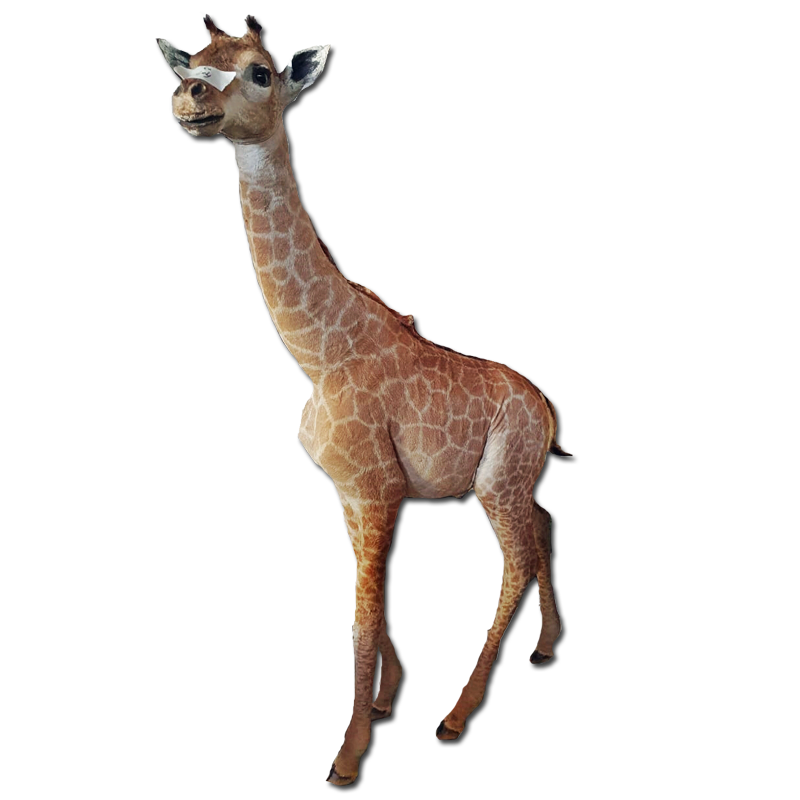Baby Giraffe Full Mount - BGFM100