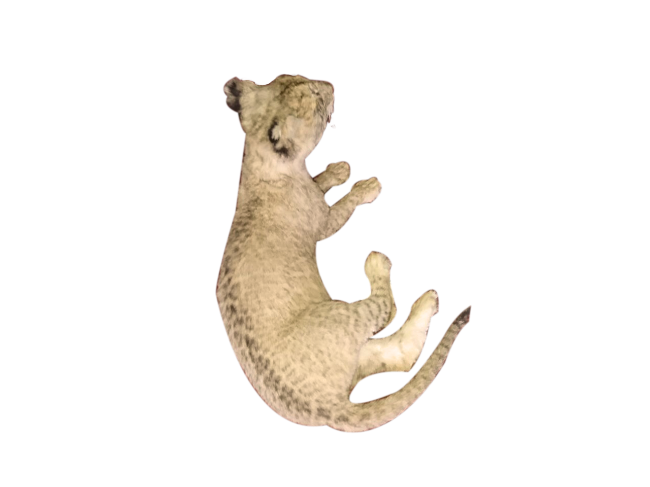 Baby Lion Full Mount Lying Down - BL 1 - Image 2