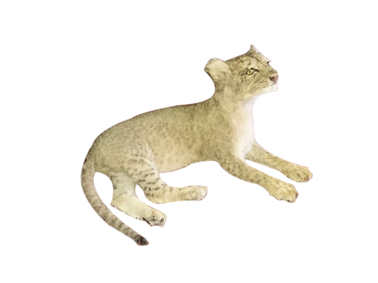 Baby Lion Full Mount Lying Down - BL 1