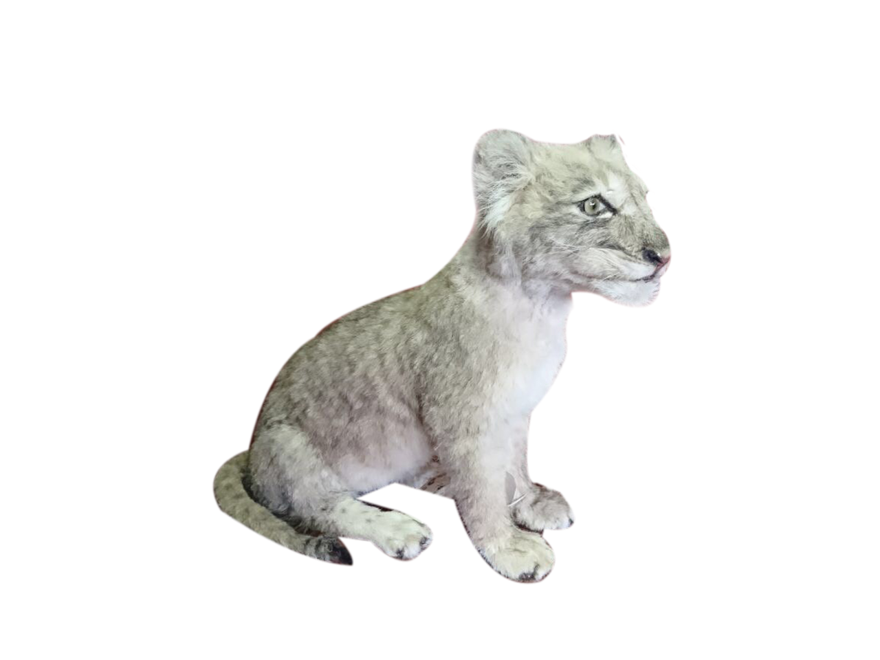 Baby Lion Sitting Full Mount - BL2