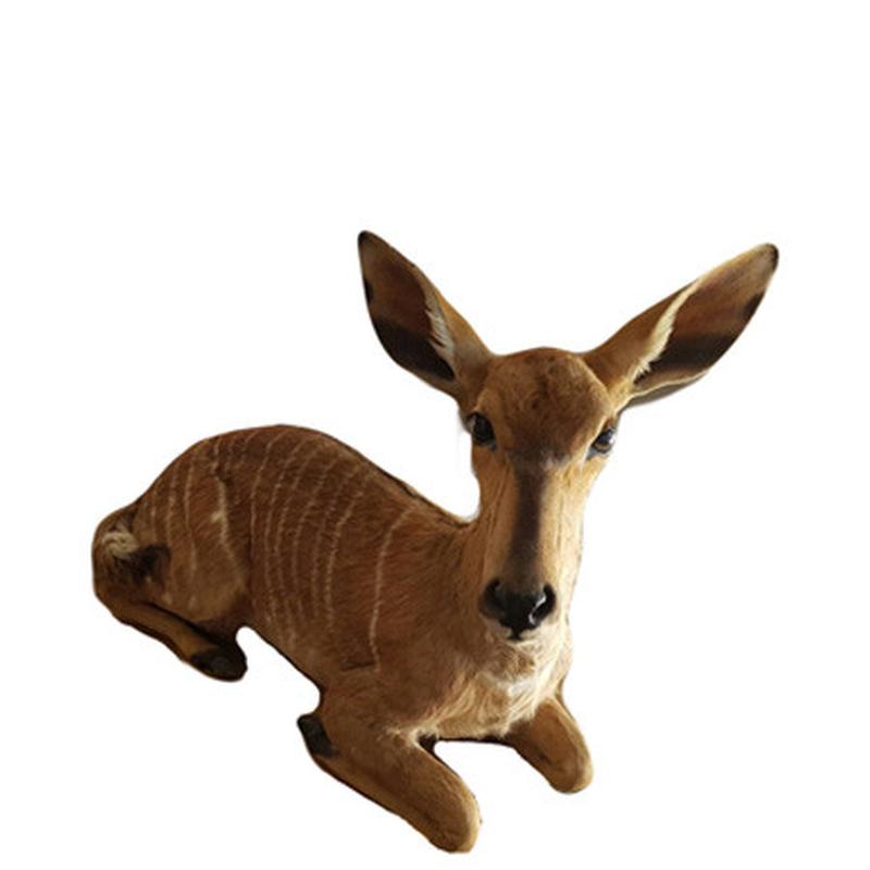 Baby Nyala Full Mount BNF1 - Image 3
