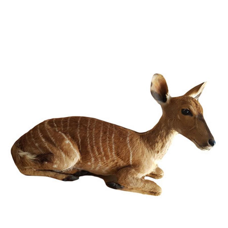 Baby Nyala Full Mount BNF1