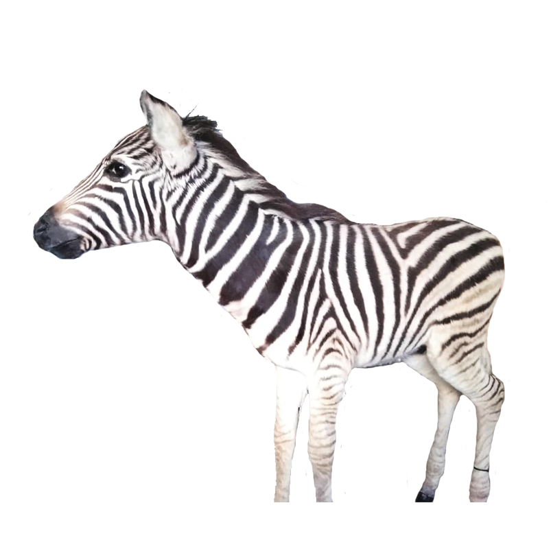 Baby Zebra Full Mount - BZFM110 - Image 2