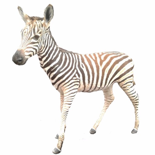 Baby Zebra Full Mount - BSMFM_02 - Image 2