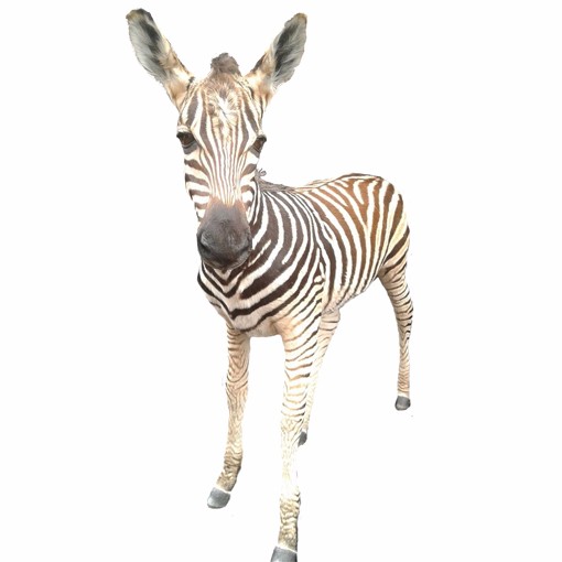Baby Zebra Full Mount - BSMFM_02 - Image 3