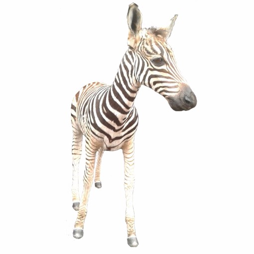 Baby Zebra Full Mount - BSMFM_02 - Image 4