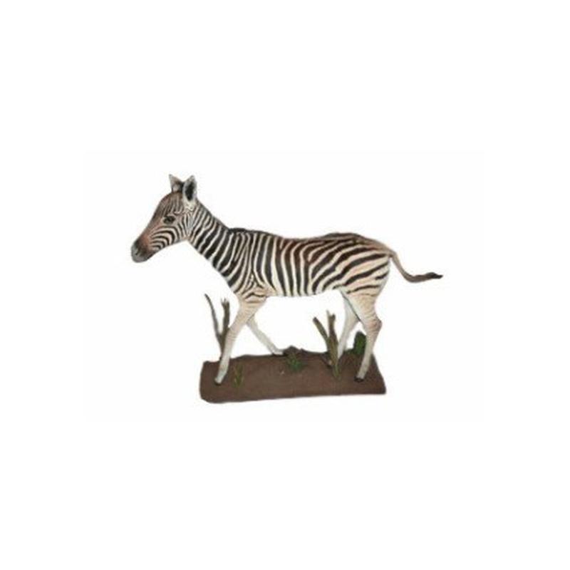 Baby Zebra Full Mount - BZ01