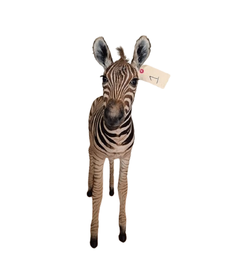 Baby Zebra Full Mount - BZFM1 - Image 2