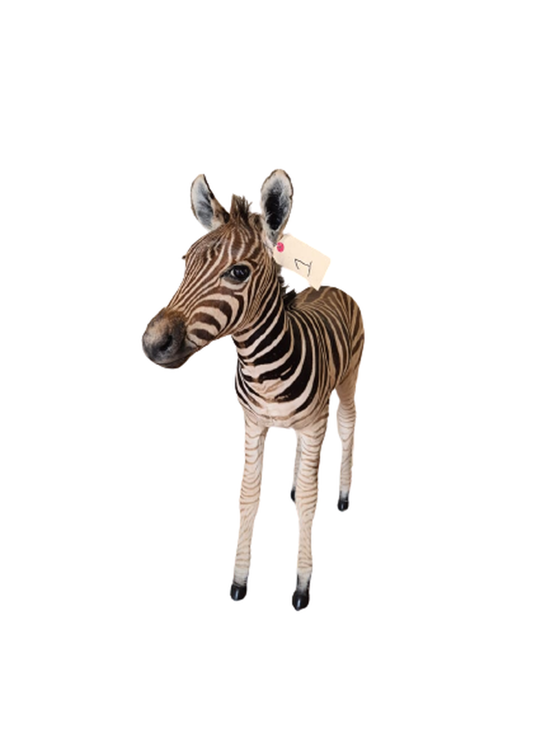 Baby Zebra Full Mount - BZFM1 - Image 3