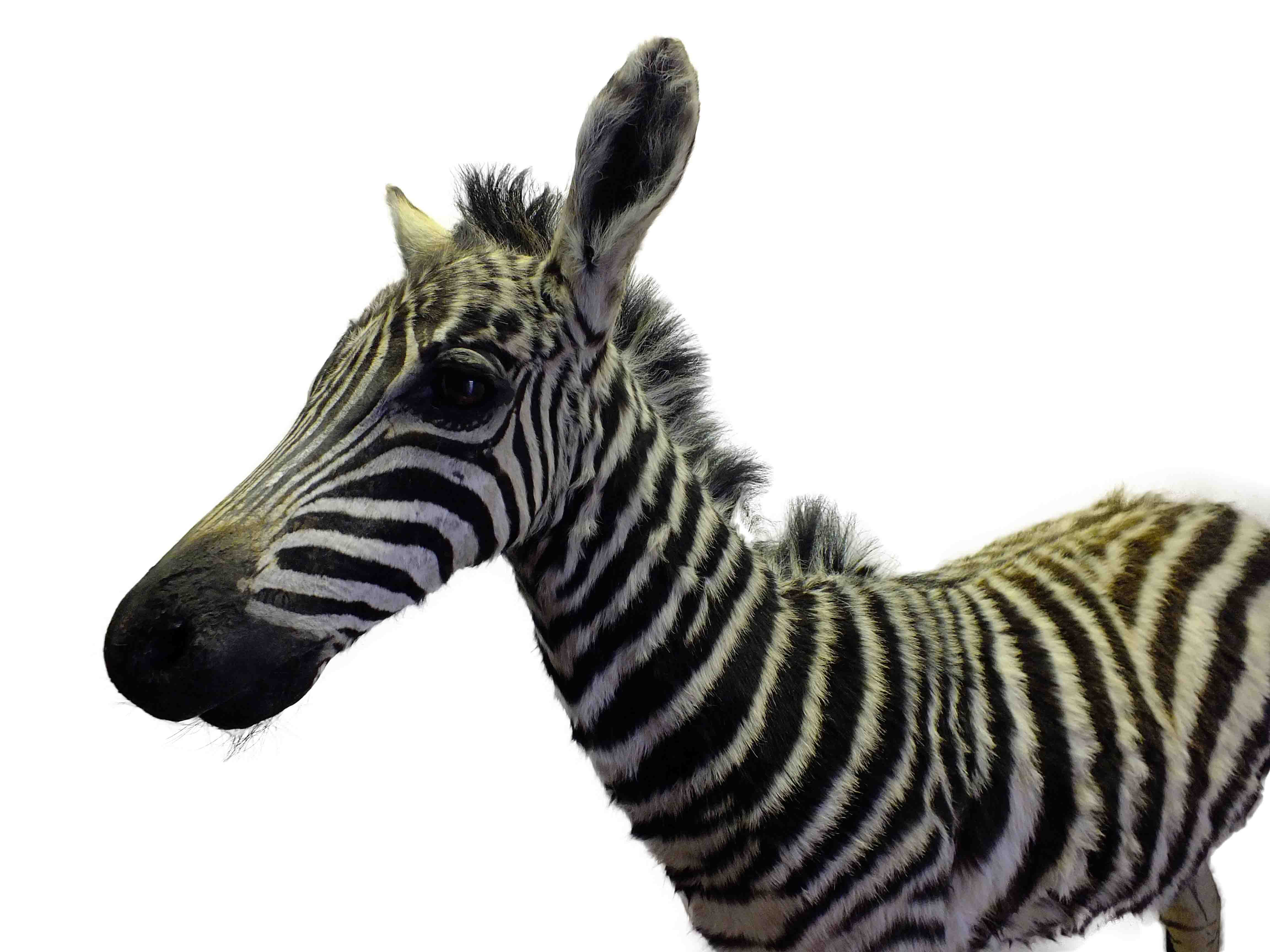 Baby Zebra Full Mount - BZFM1 - Image 2