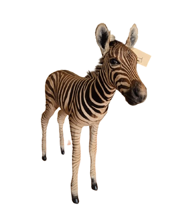 Baby Zebra Full Mount - BZFM1