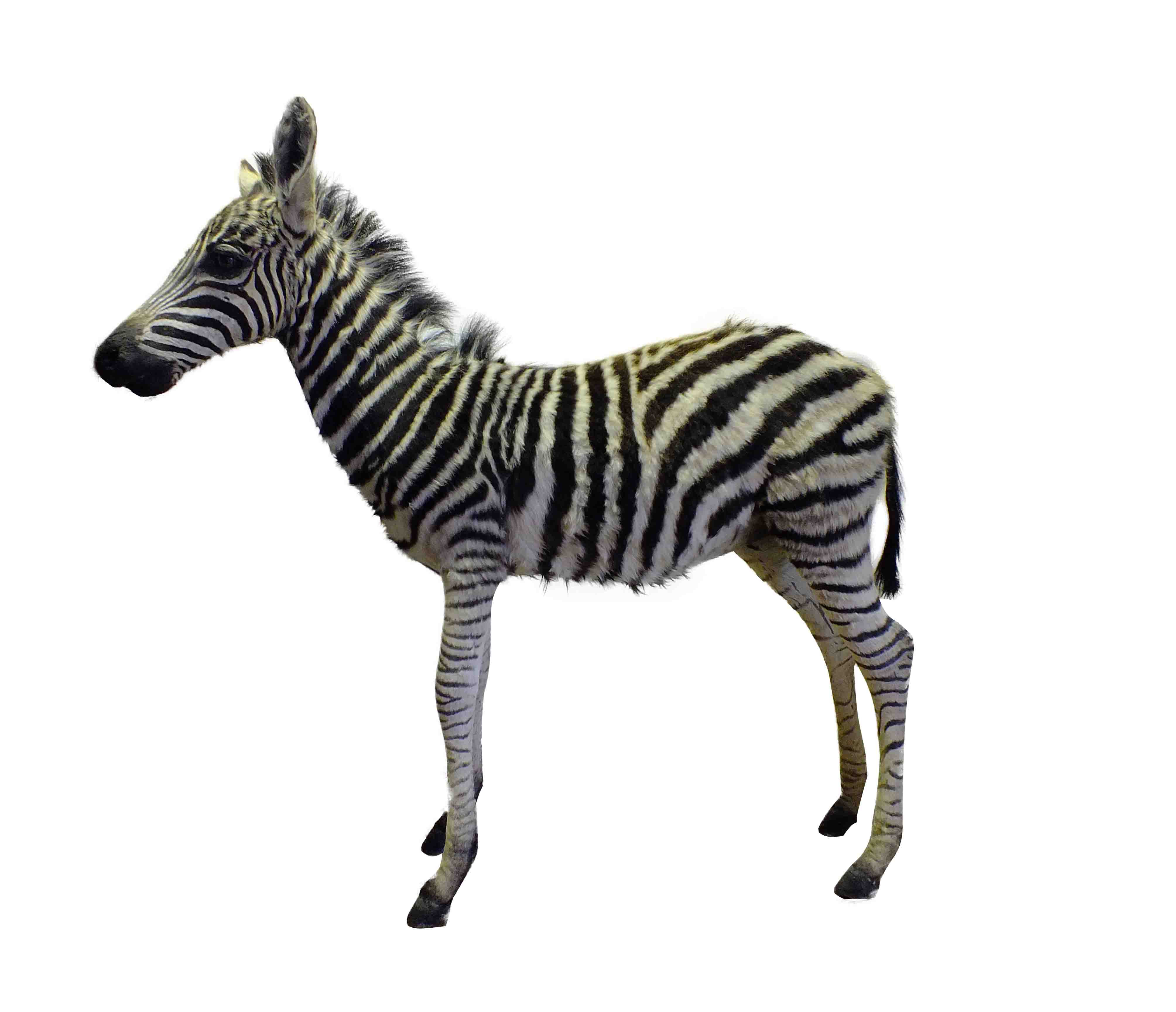 Baby Zebra Full Mount - BZFM1 - Image 3