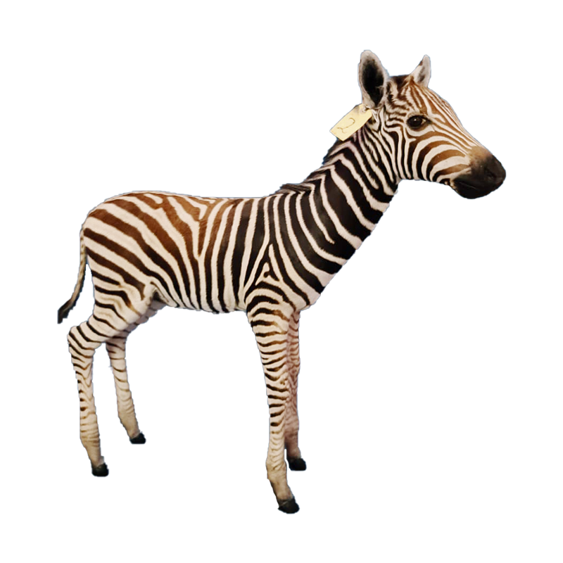 Baby Zebra Full Mount - BZFM111 - Image 2