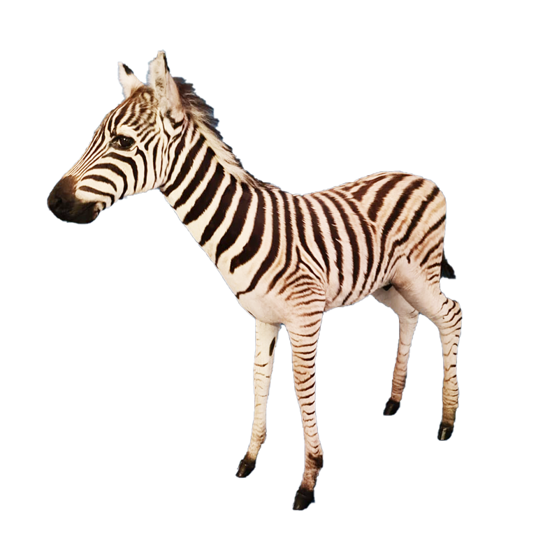 Baby Zebra Full Mount - BZFM111 - Image 3