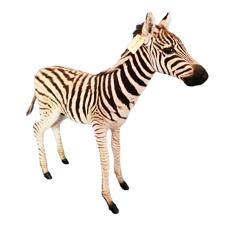 Baby Zebra Full Mount - BZFM111