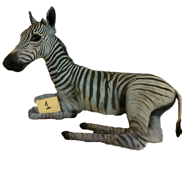 Baby Zebra Full Mount - BZFM120 - Image 2