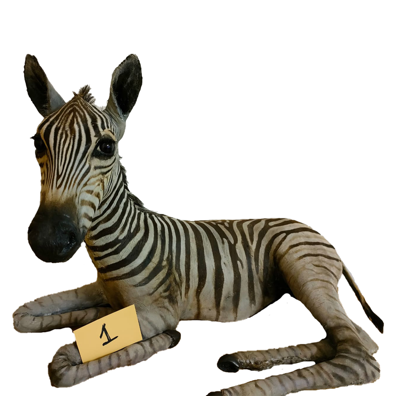 Baby Zebra Full Mount - BZFM120