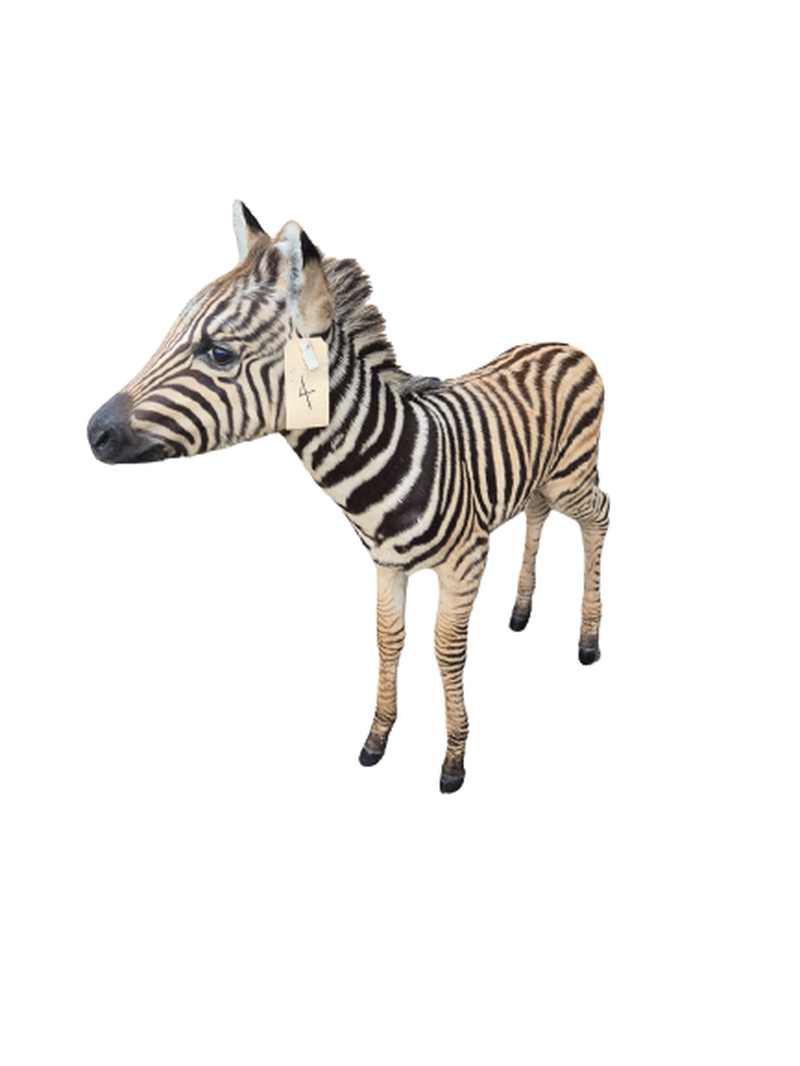 Baby Zebra Full Mount - BZFM4 - Image 2