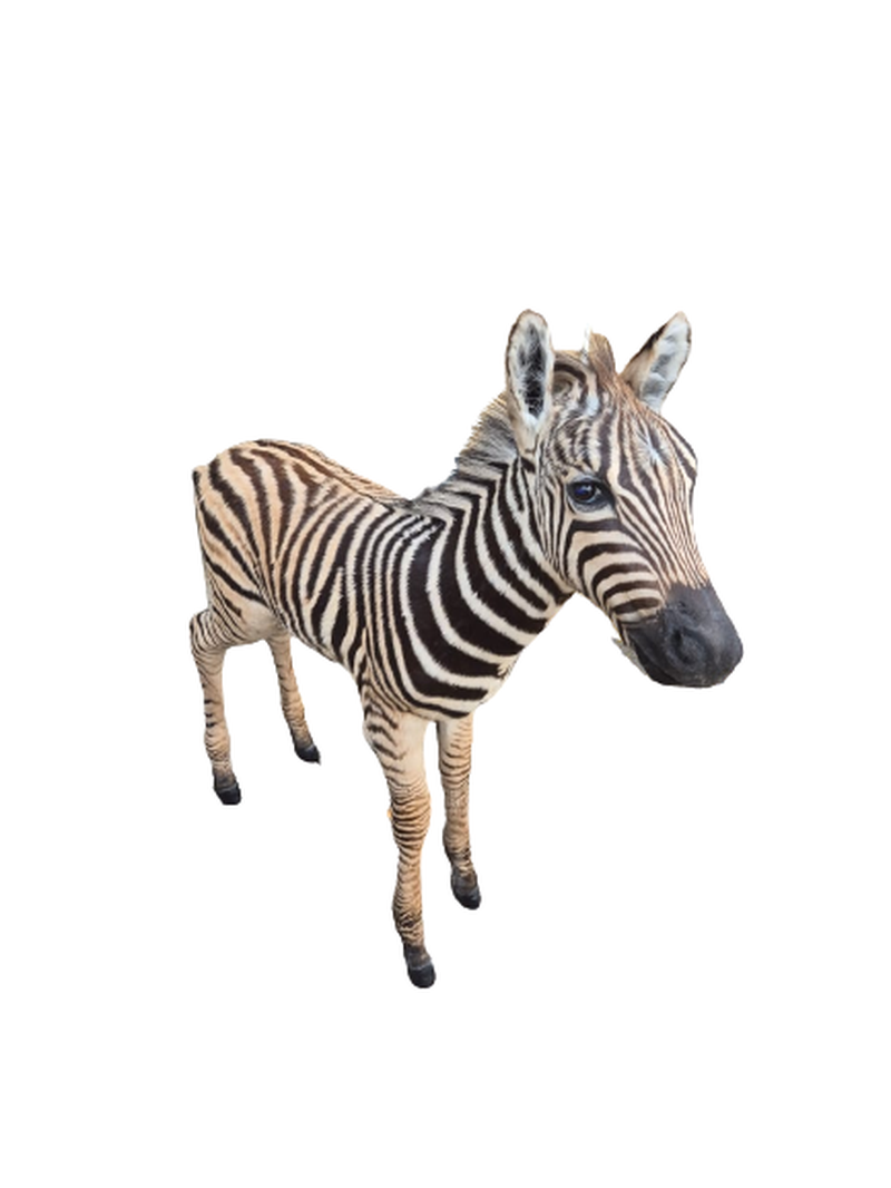 Baby Zebra Full Mount - BZFM4 - Image 3