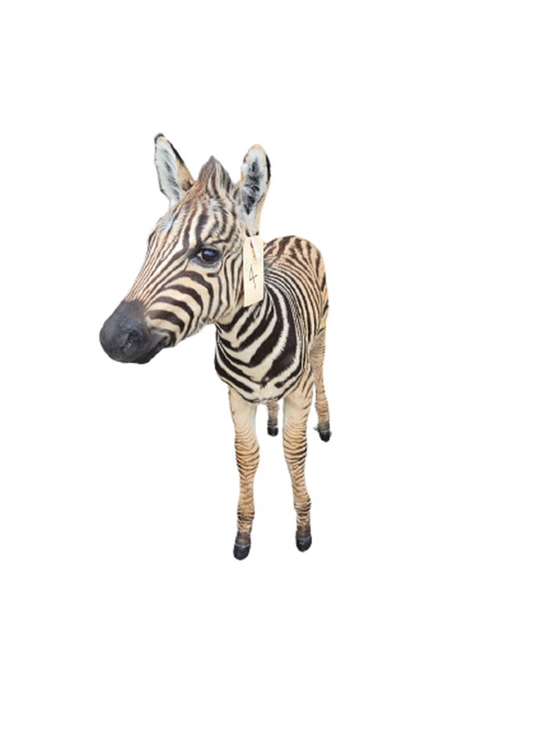Baby Zebra Full Mount - BZFM4