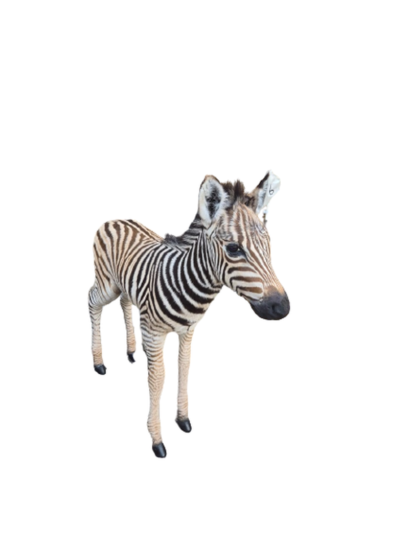 Baby Zebra Full Mount - BZFM6 - Image 2