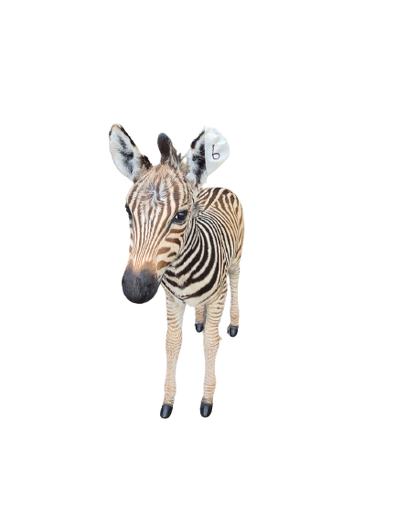 Baby Zebra Full Mount - BZFM6 - Image 3