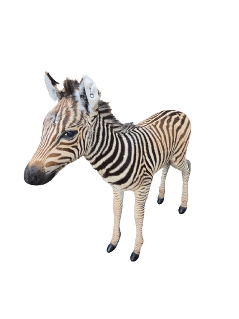 Baby Zebra Full Mount - BZFM6