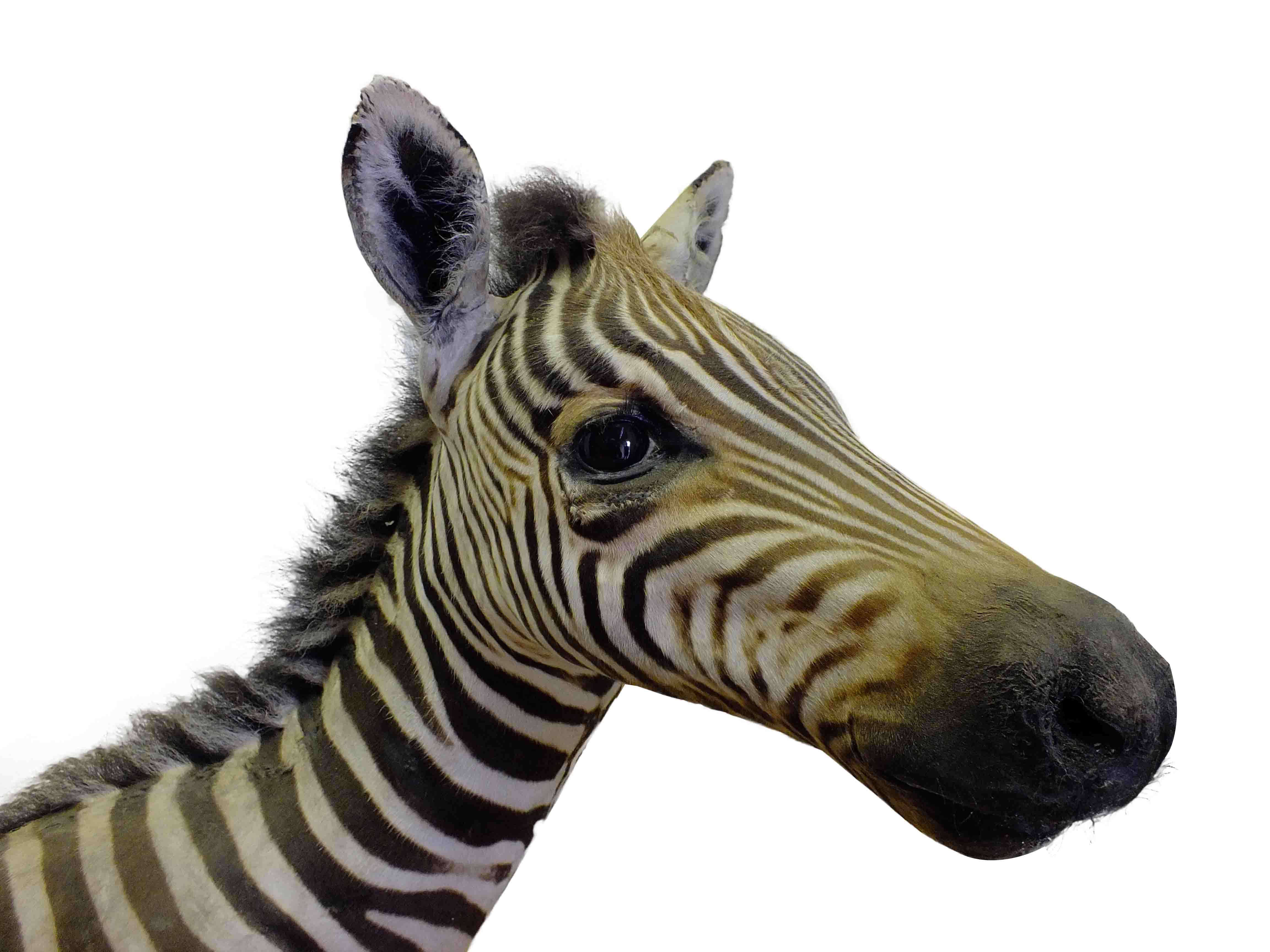 Baby Zebra Full Mount For Sale A10 - Image 2