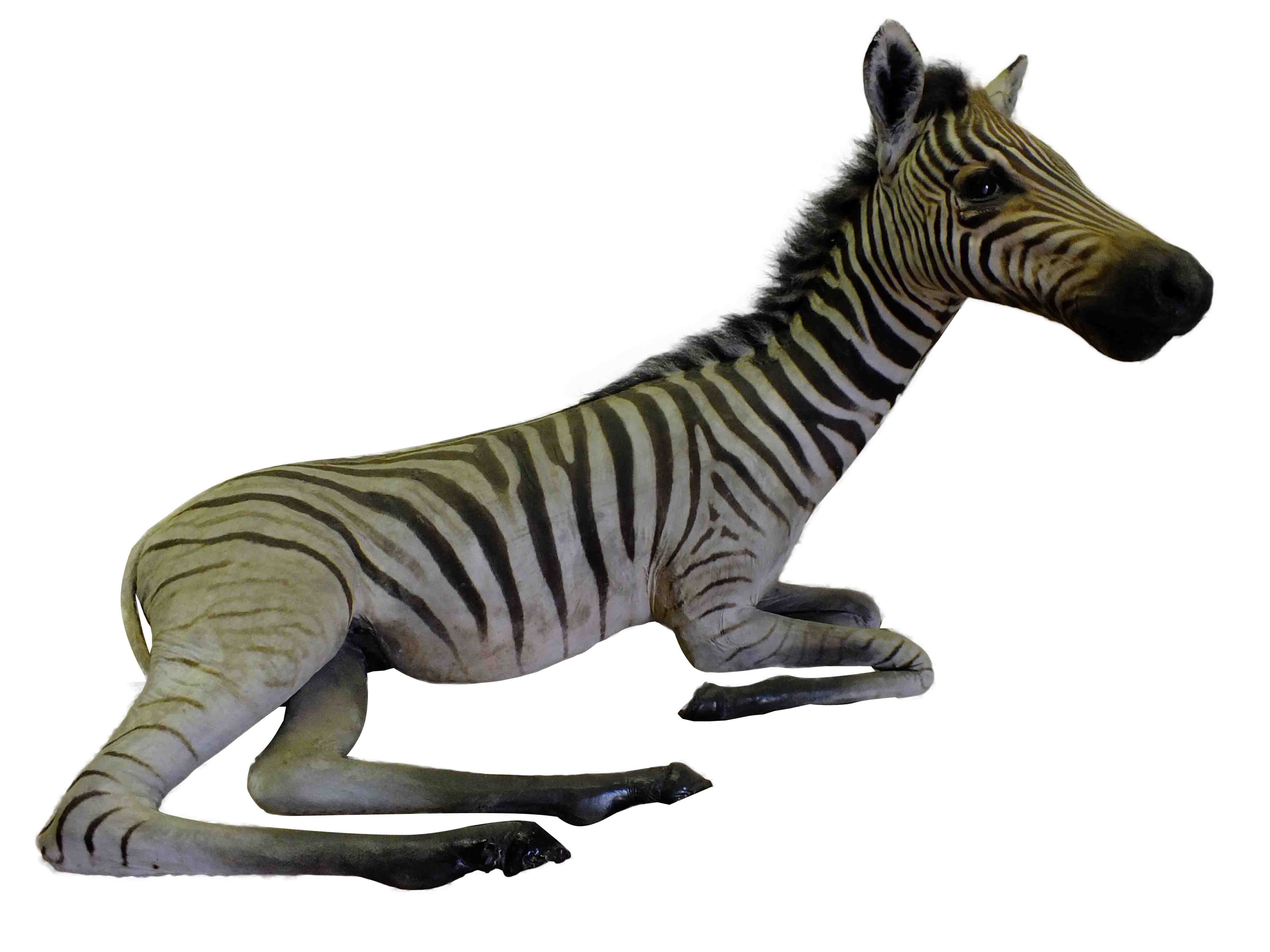 Baby Zebra Full Mount For Sale A10 - Image 3