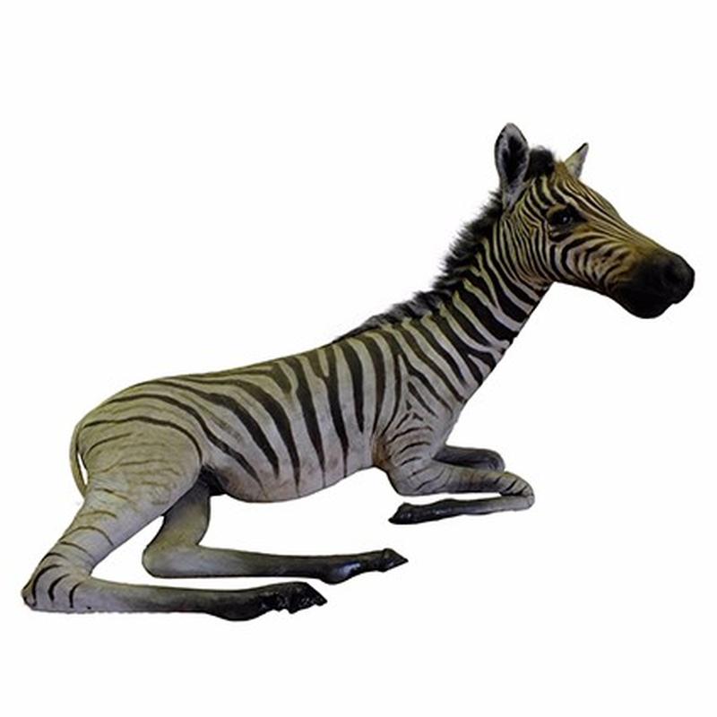 Baby Zebra Full Mount For Sale A10