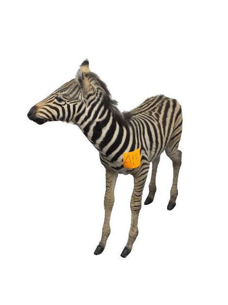 Baby Zebra Full Mount For Sale A13 - Image 2