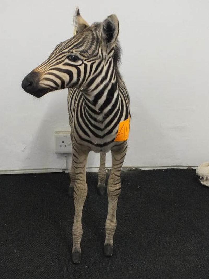 Baby Zebra Full Mount For Sale A13 - Image 3