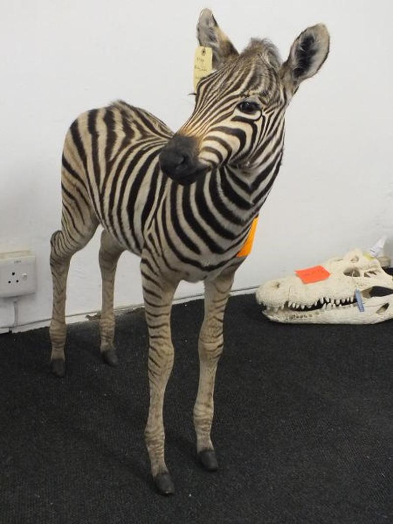 Baby Zebra Full Mount For Sale A13 - Image 4