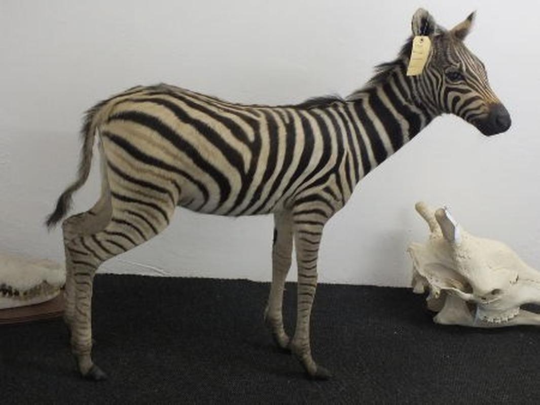 Baby Zebra Full Mount For Sale A13 - Image 5