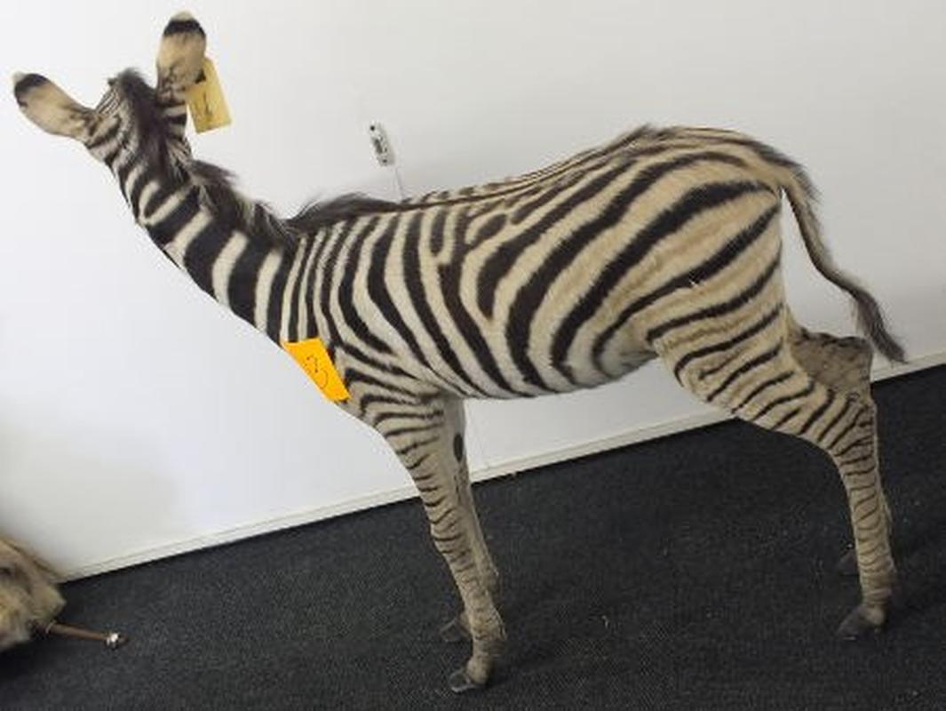 Baby Zebra Full Mount For Sale A13 - Image 6