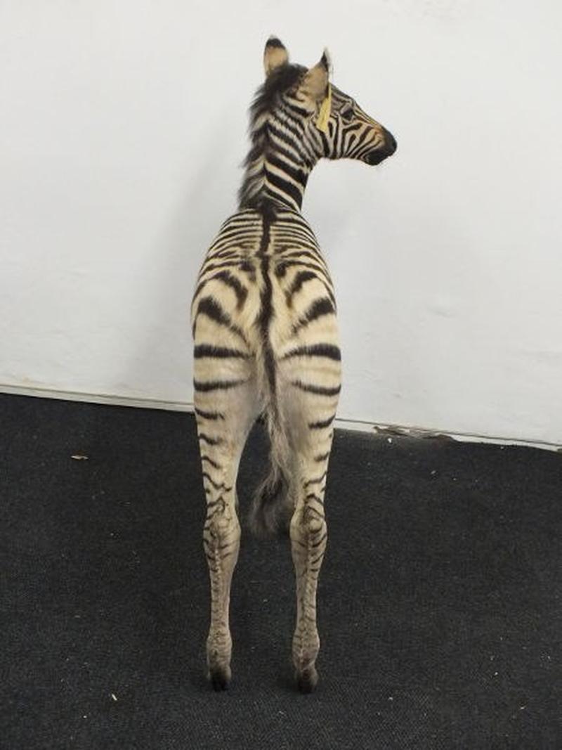 Baby Zebra Full Mount For Sale A13 - Image 7
