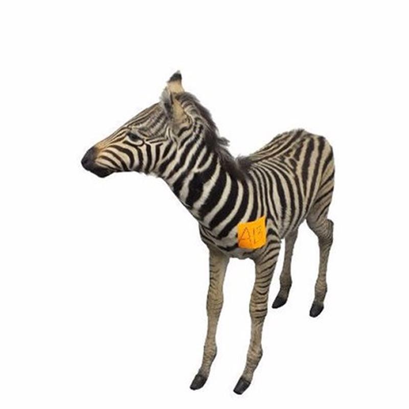 Baby Zebra Full Mount For Sale A13