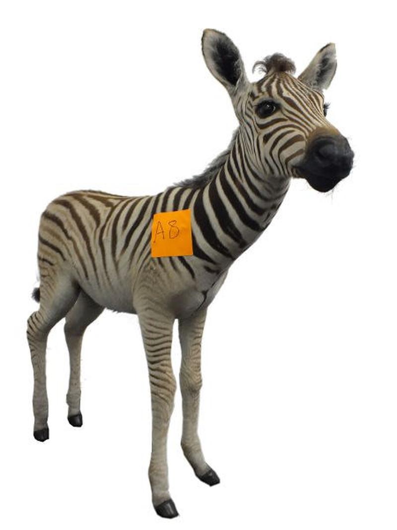 Baby Zebra Full Mount For Sale A8 - Image 2