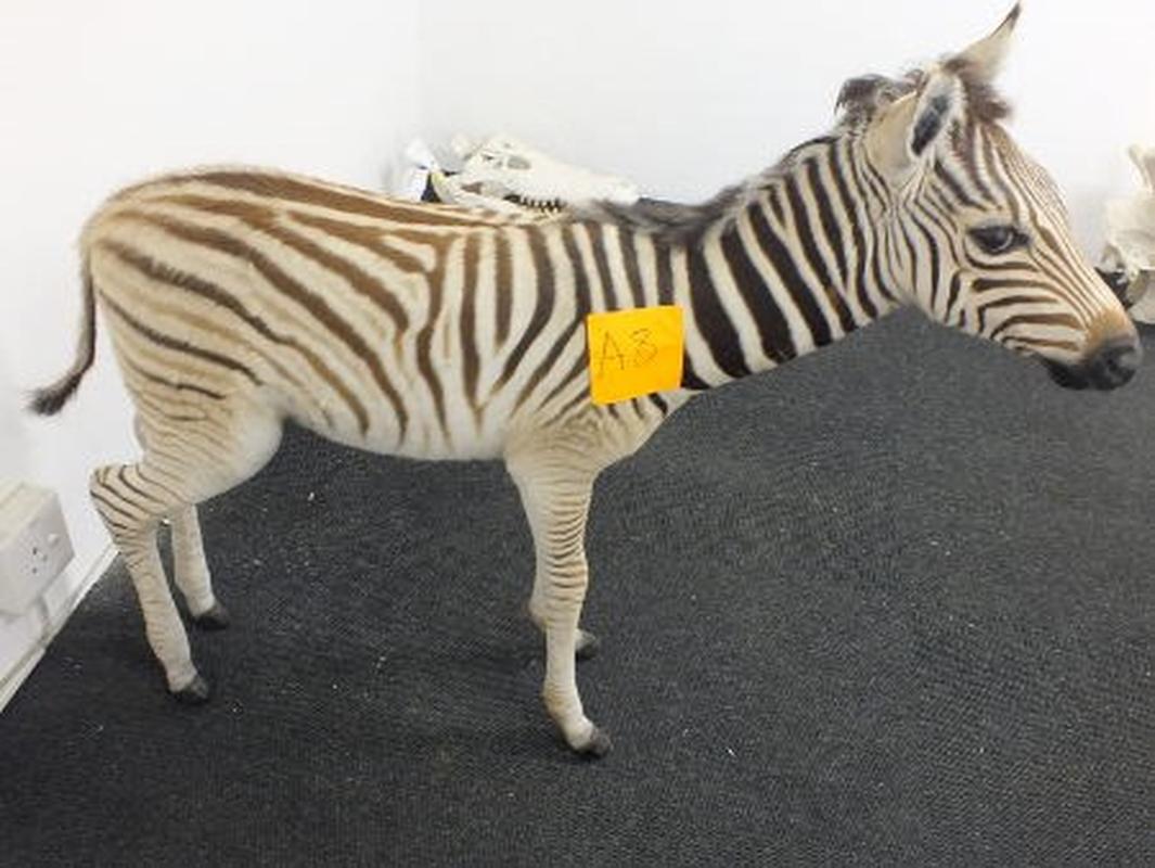 Baby Zebra Full Mount For Sale A8 - Image 3