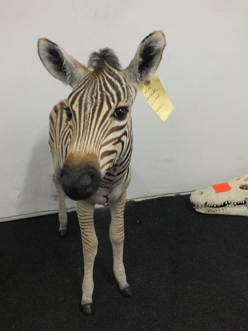 Baby Zebra Full Mount For Sale A8 - Image 4