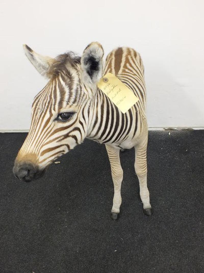 Baby Zebra Full Mount For Sale A8 - Image 5